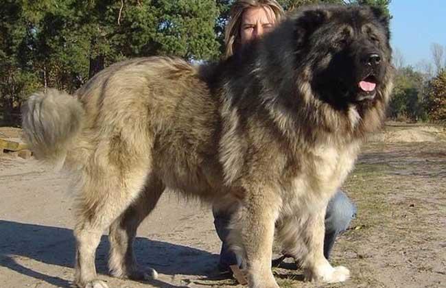 高加索犬